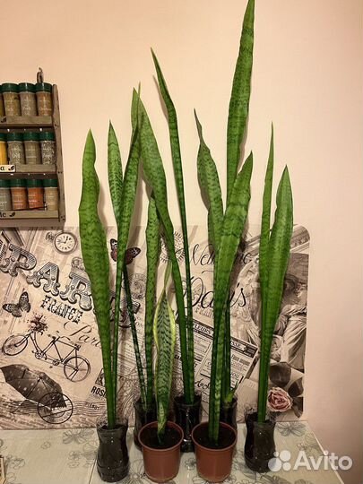 Сансетаерия