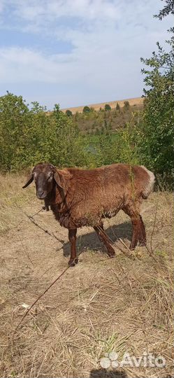 Курдючные бараны овцы