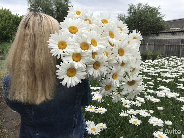 Цветы Ромашка