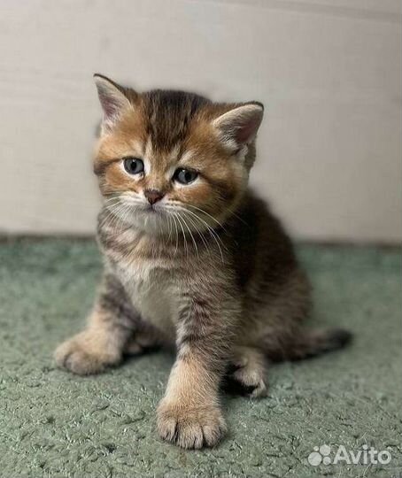 Шотландские котята