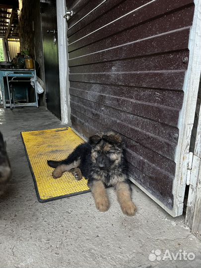 Отдам щенков в добрые руки бесплатно