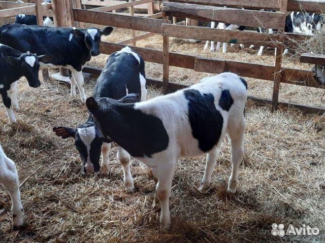 Бычки и телята мясного направления