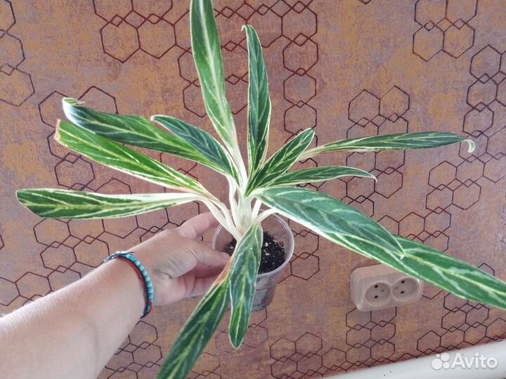 Аглаонема Зебра