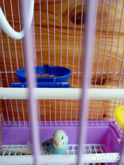 Продам молодых попугайчиков 1 меч и 2 мес