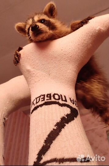 Енот. Щенки. Бронь. Запись. Консультации