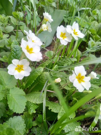 Примулы садовые многолетние первоцветы