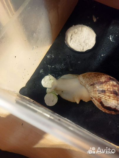 Улитка ахатина