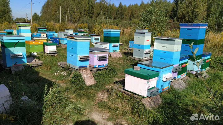 Пчёлы,ульи
