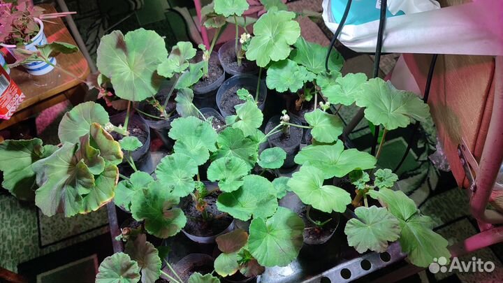 Герань пеларгония розовая