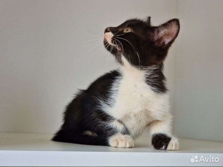 Котята в добрые руки. Безвозмездно