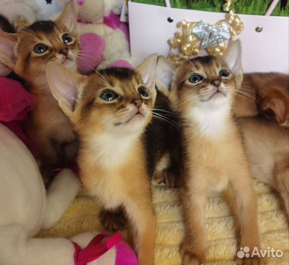 Абиссинские сладкие малыши с документами