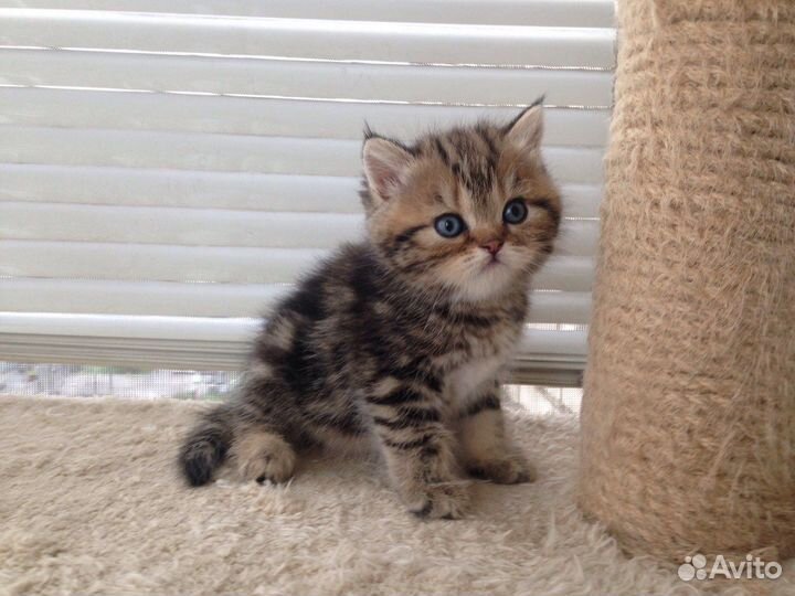 Шотландские котята