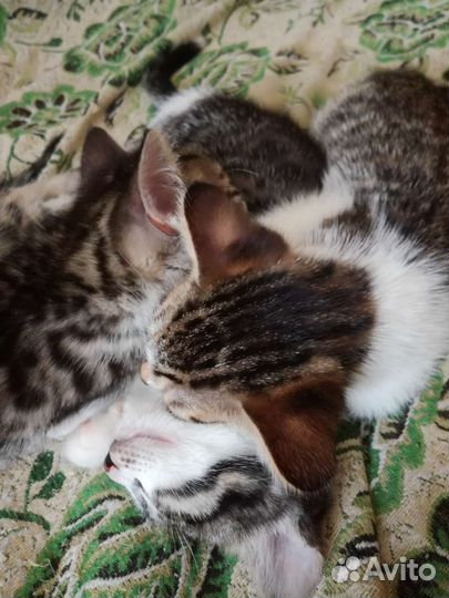 Котята бенгальские