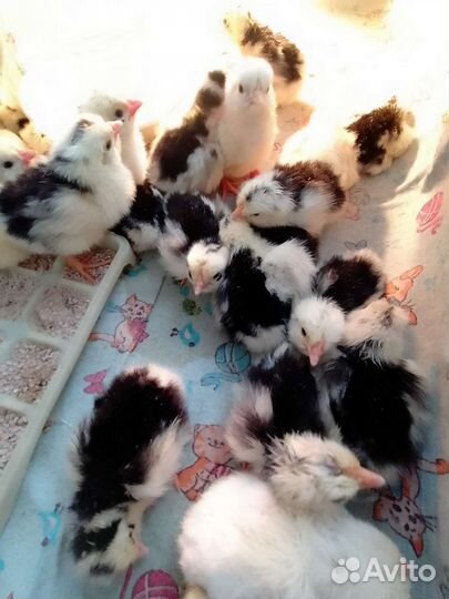 Куры(цыплята)