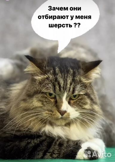 Стрижка кошек и котов, без вашей помощи