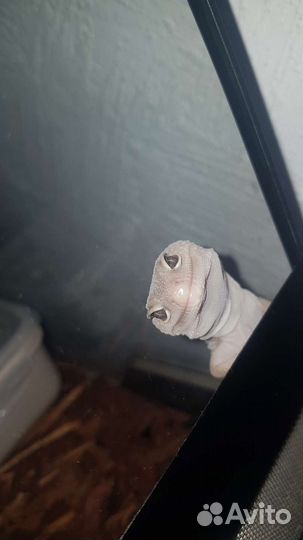 Геккон эублефар