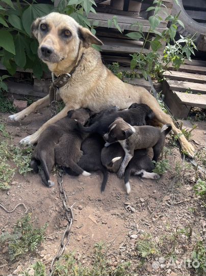 Отдам в добрые руки щенят