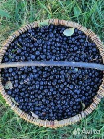 Черноплодная рябина ягоды