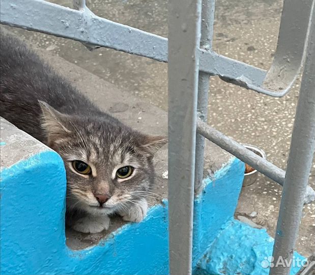 Потеряшка, найдена в подъезде.Кот. Челябинск