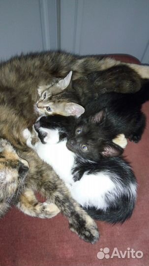 Котята в добрые руки бесплатно