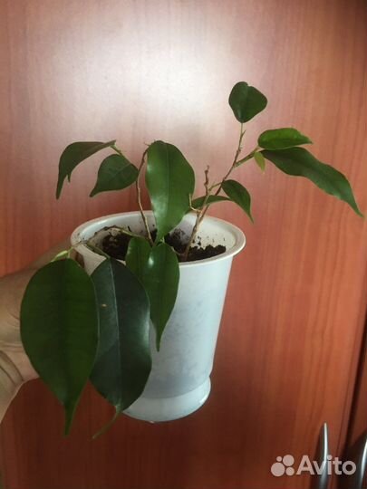 Фикус бенджамина, микрокарпа, мята и др