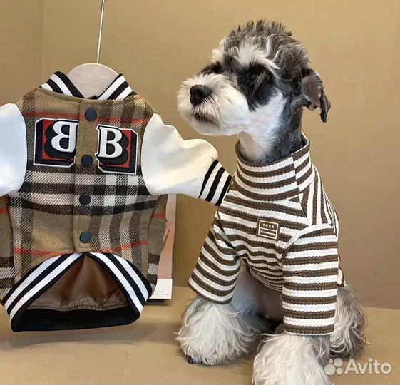 Одежда для собак