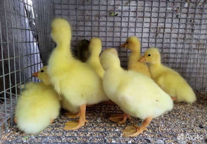 Цесарки, Индоутки, мускусные утки. Продаем живым в