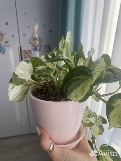 Эпипремнум хеппи лиф