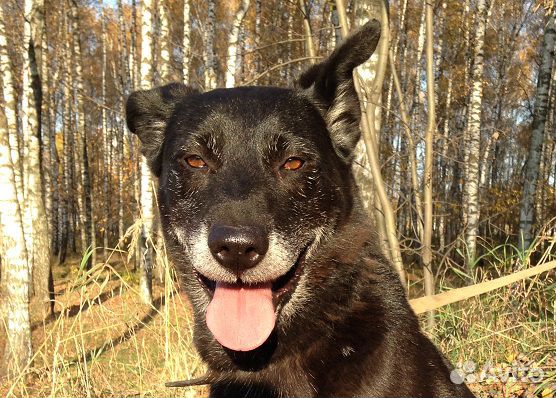 Роскошная Лола: шик, блеск, красота