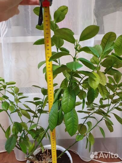 Мандариновое дерево с плодами