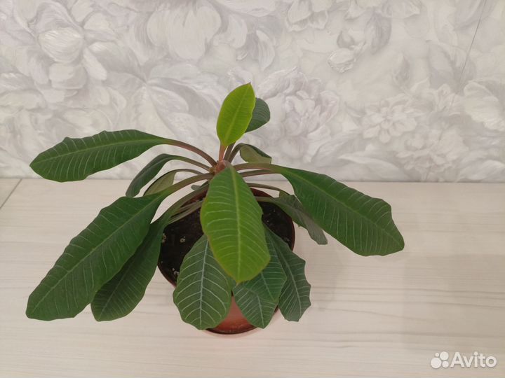 Молочай беложильчатый