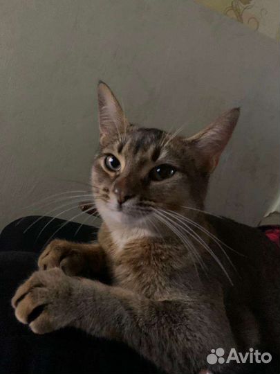 Абиссинская кошечка
