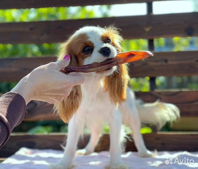 Кавалер кинг чарльз спаниель-девочка