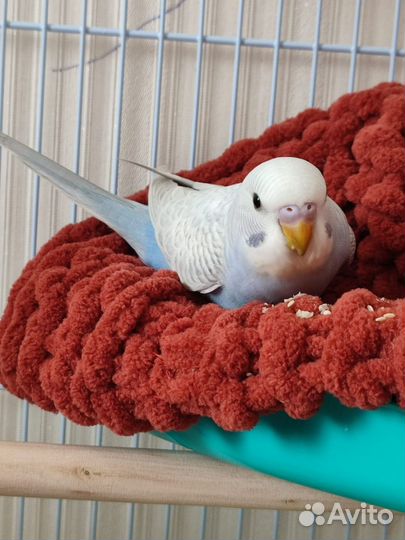 Волнистый попугай