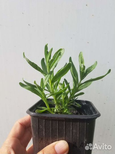 Лаванда узколистная