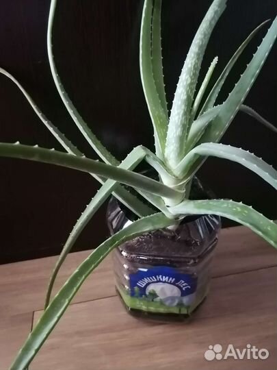 Алоэ Вера, комнатные растения