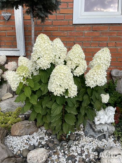 Гортензия Шуга Раш