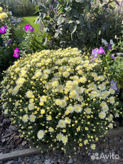 Хризантема мультифлора