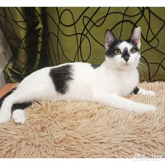 Отдам стерильную молодую кошку
