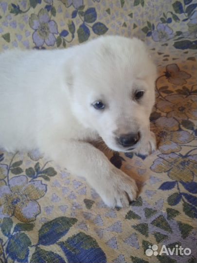 Щенки Туркмены