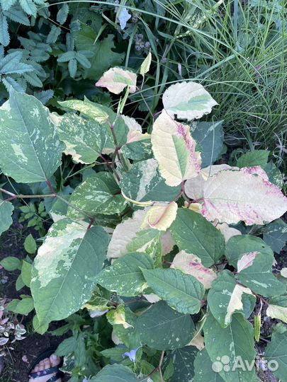 Многолетники почтой