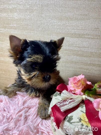 Йоркширский терьер