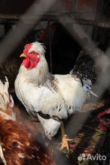 Петухи