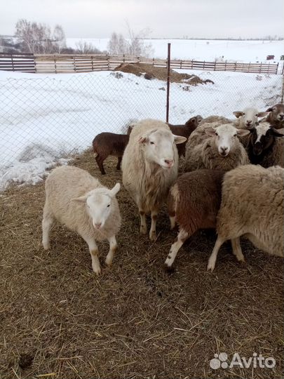 Овцы бараны