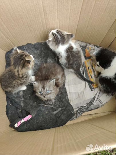 Кошка в дар бесплатно