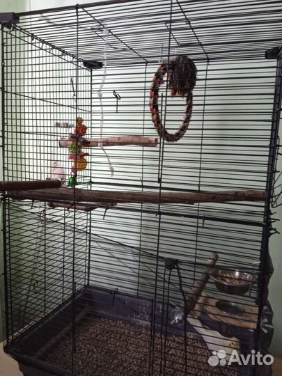 Попугай корелла с клеткой