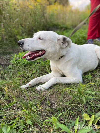 Айсберг, кобель