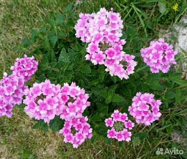 Вербена вегетативная