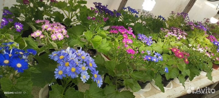 Цинерария к 8 марта