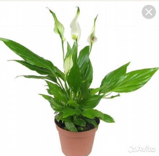 Спатифиллум Шопен